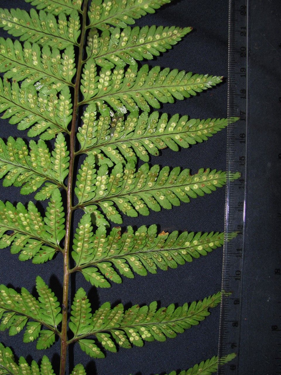 Dryopteris patula — search result for 'Dryopteris'