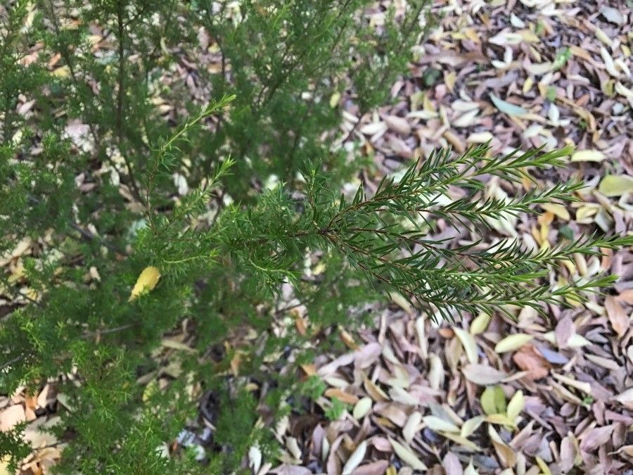 Diosma hirsuta — houseplant care guide