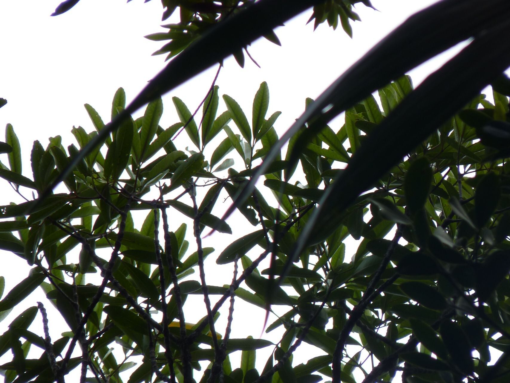 Cunonia cerifera habit