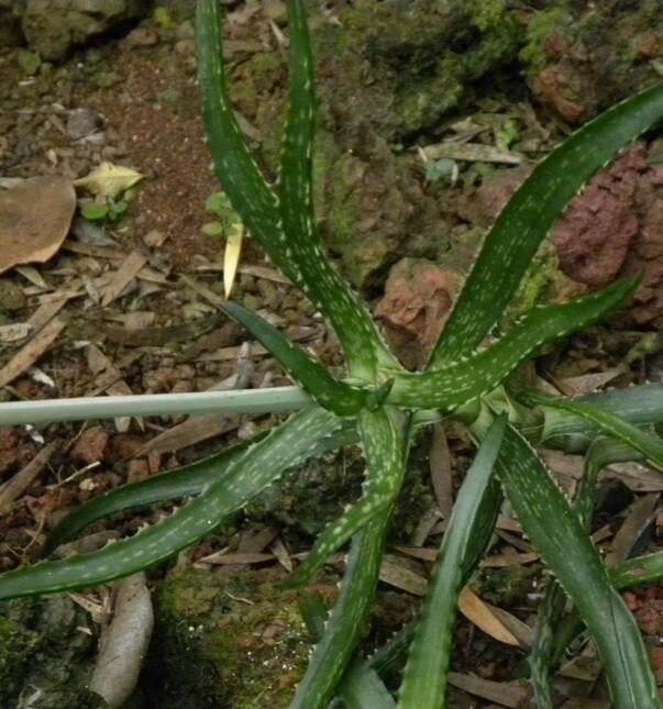 Aloe gautieri — houseplant care guide