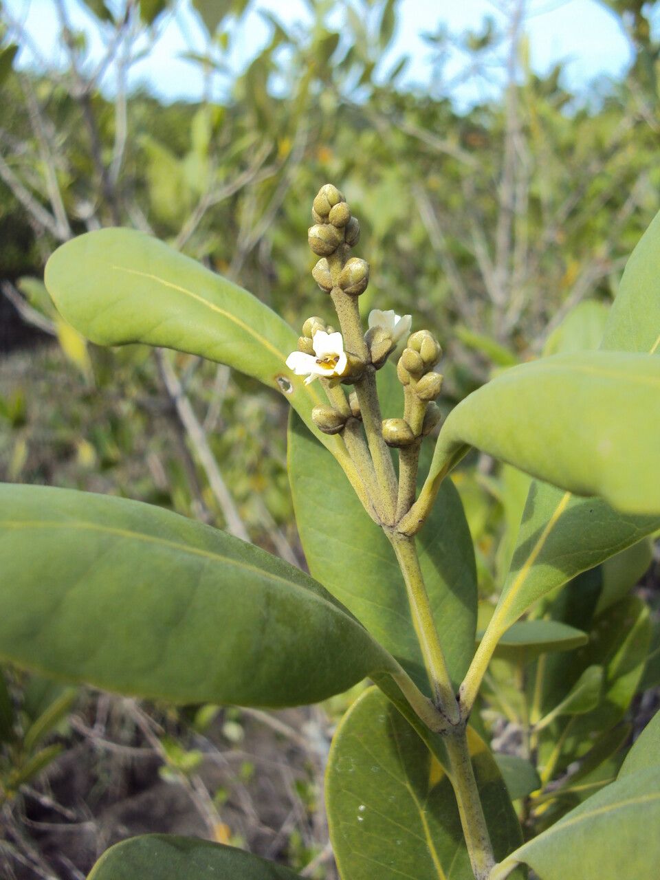 Avicennia schaueriana — search result for 'Avicennia'
