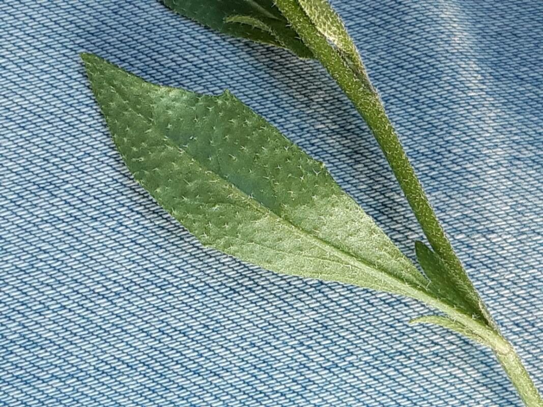 Malcolmia africana leaf