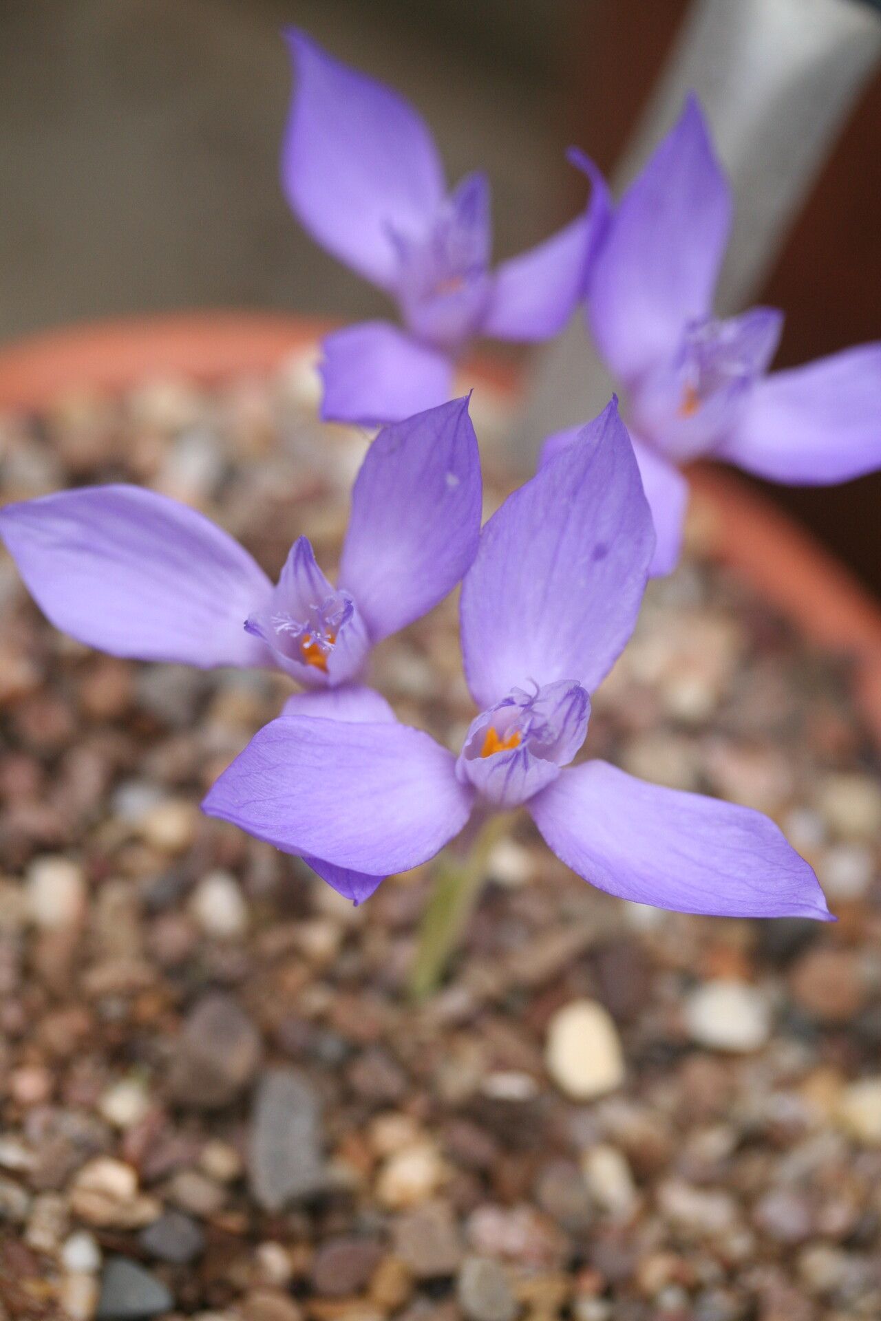 Crocus banaticus — houseplant care guide
