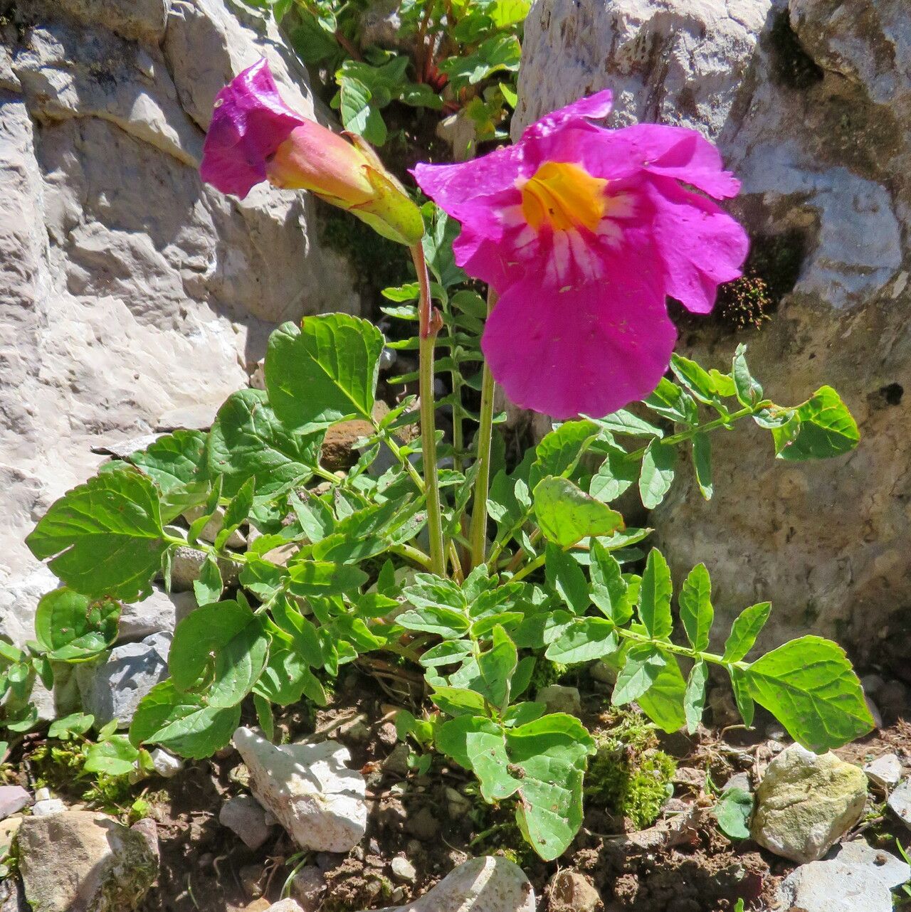 Incarvillea zhongdianensis habit