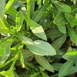 Oenothera lindheimeri