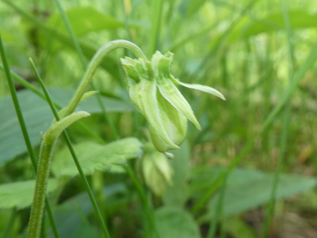 Viola elatior fruit