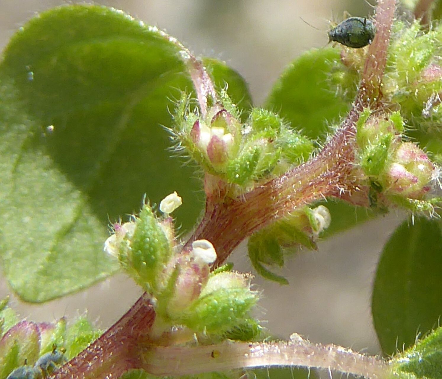 Parietaria lusitanica flower