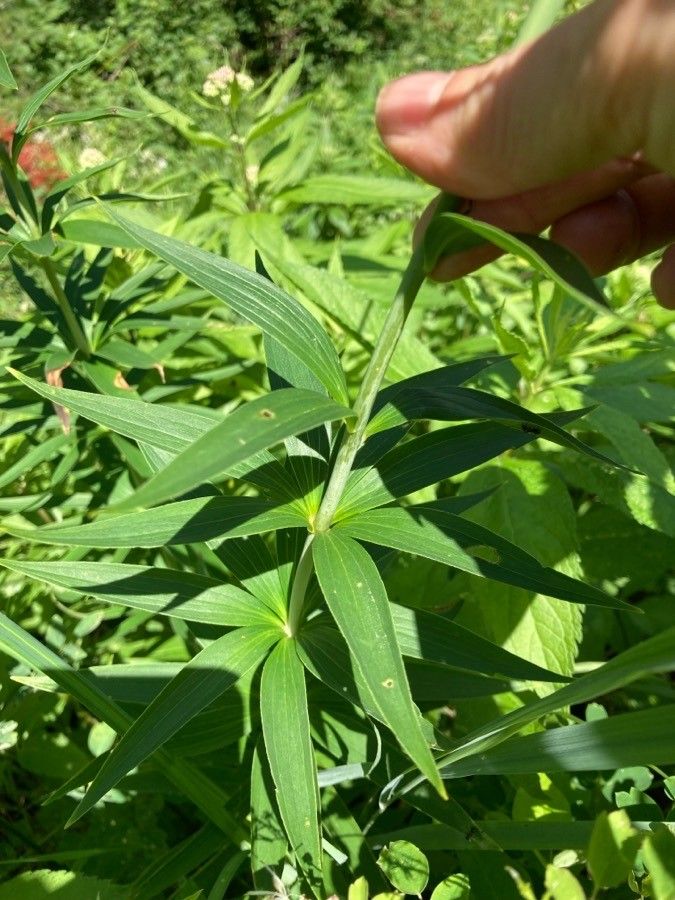 Lilium canadense — search result for 'Alabama'