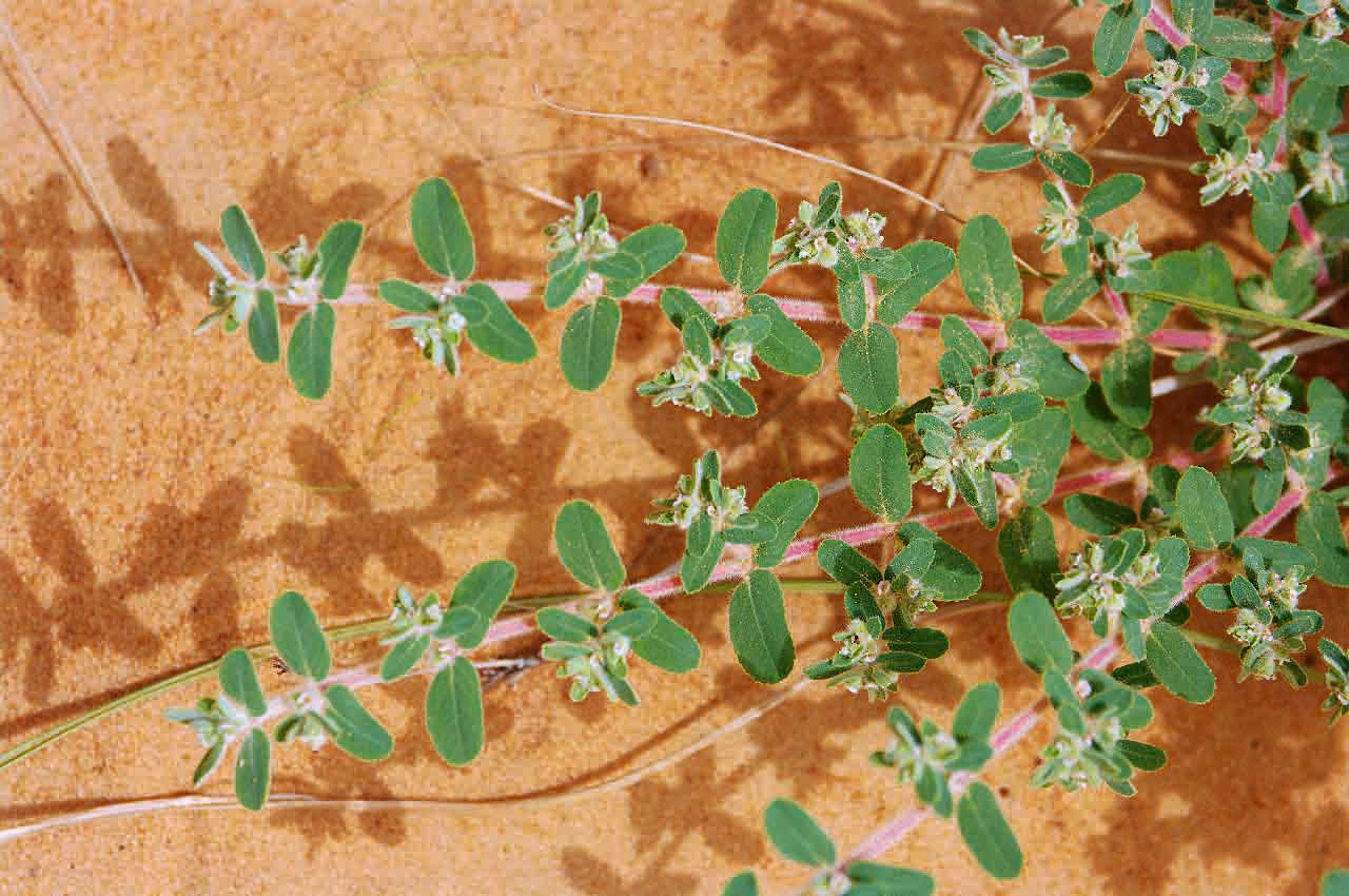 Euphorbia scordiifolia flower