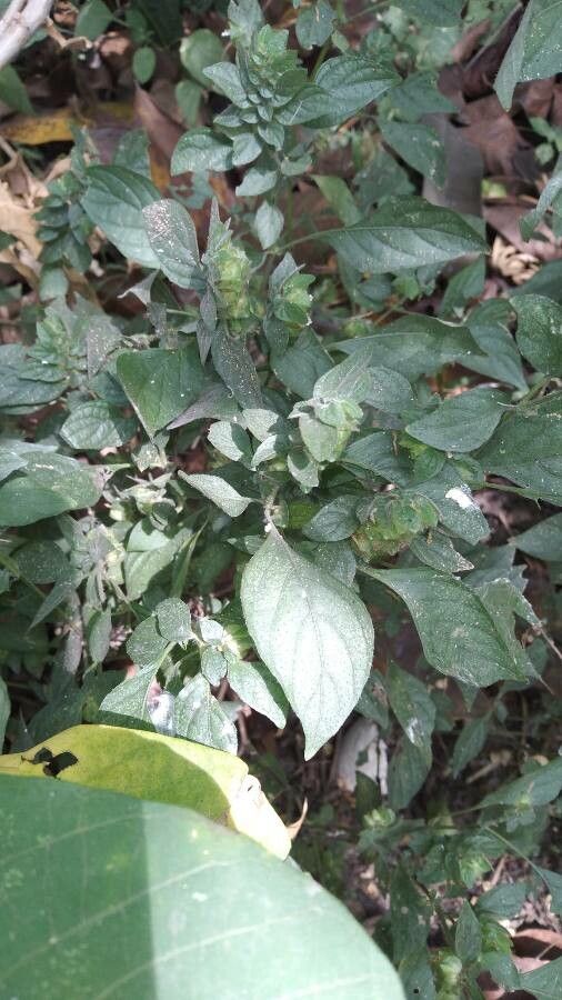 Phaulopsis dorsiflora — related species from the same genus