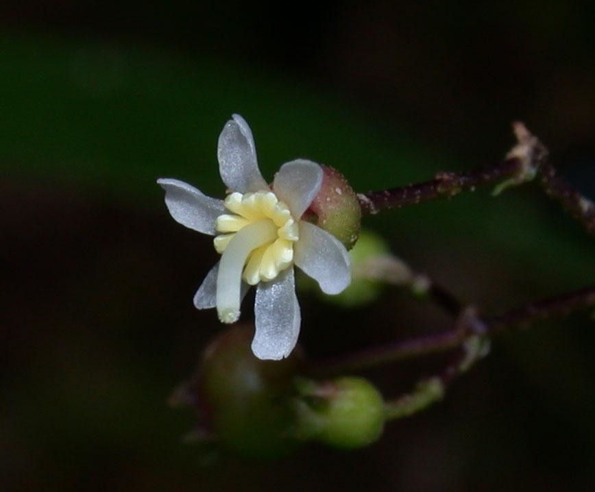 Miconia grayumii flower