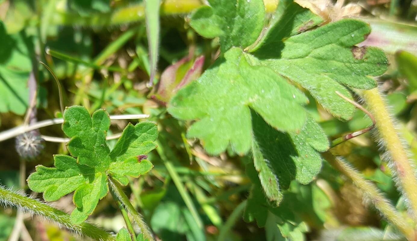 Geranium core-core — houseplant care guide