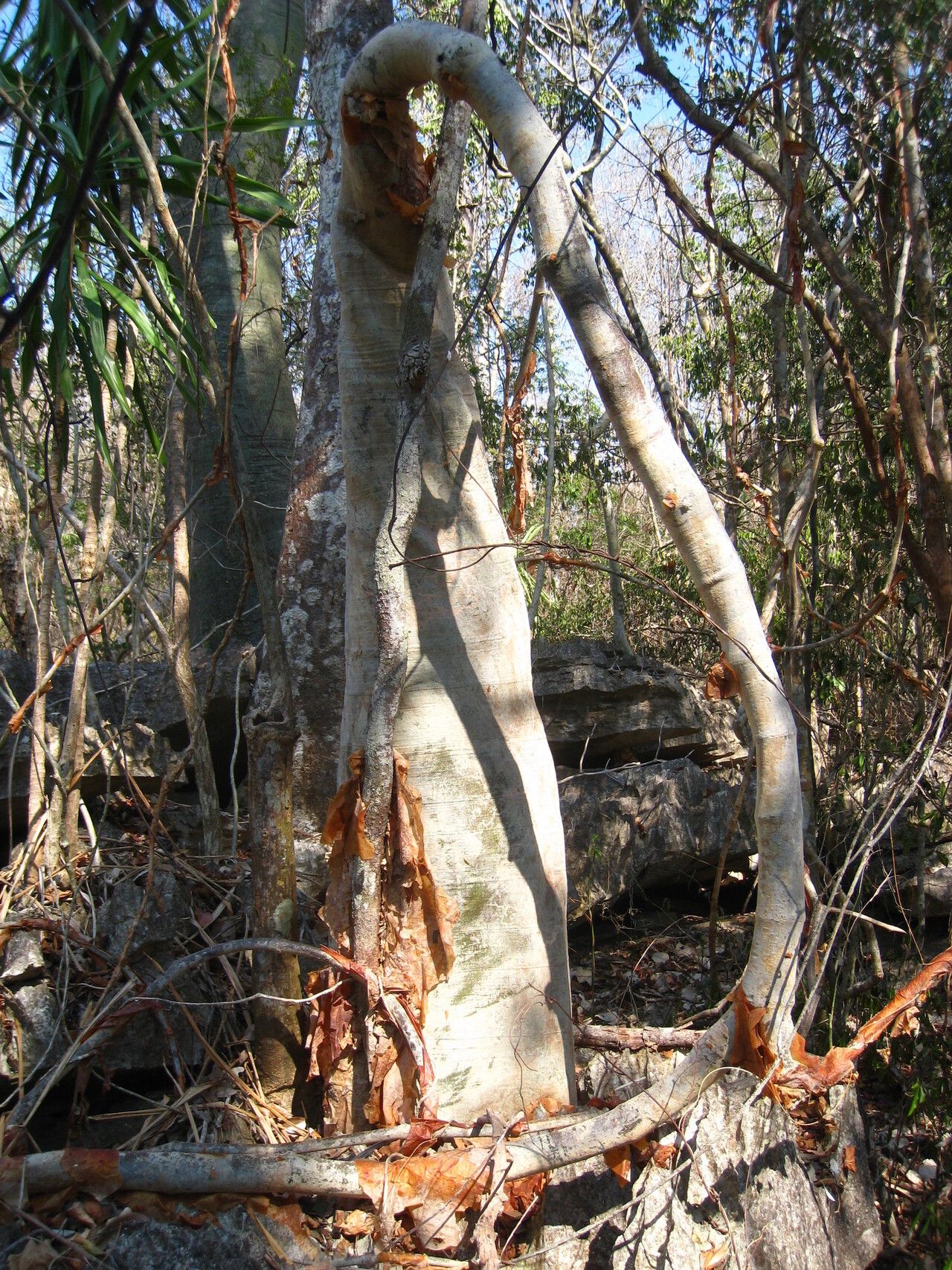 Cyphostemma sakalavense — search result for 'Cyphostemma'