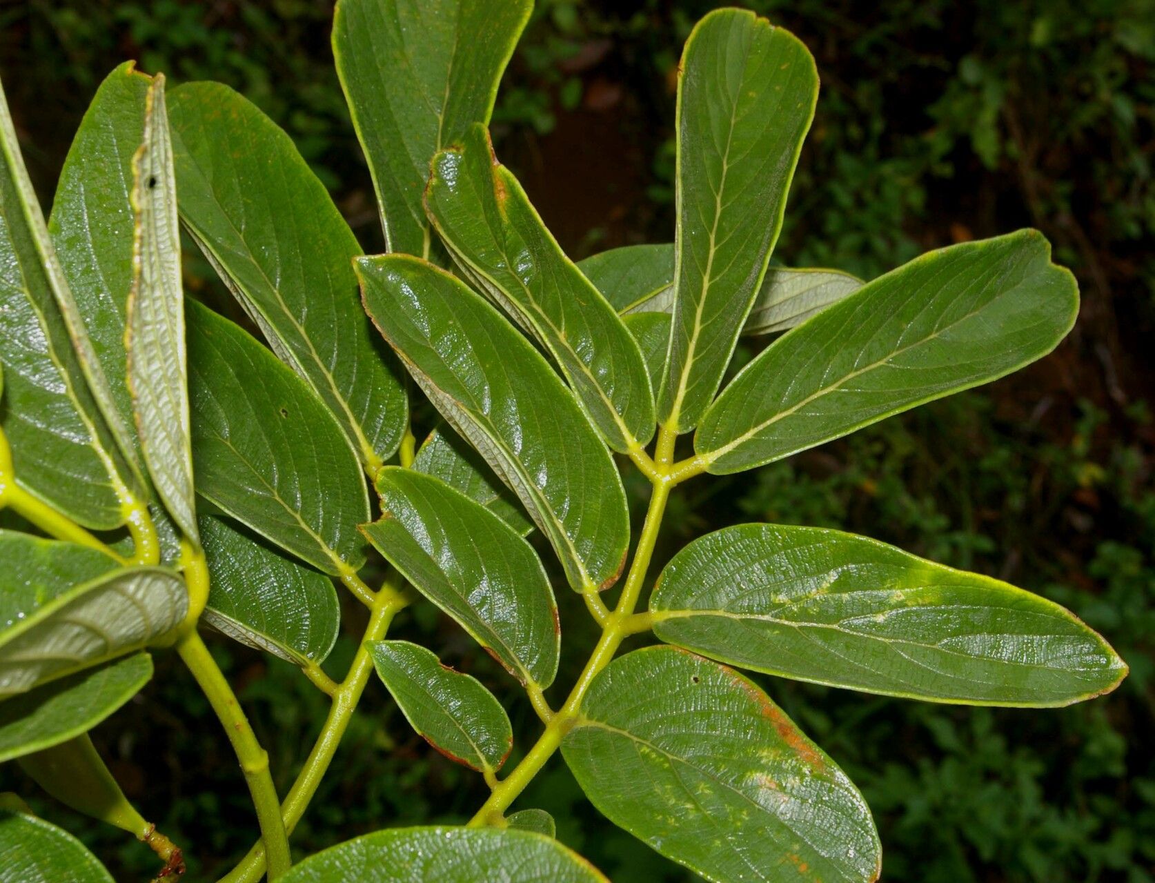 Lonchocarpus retifer — houseplant care guide