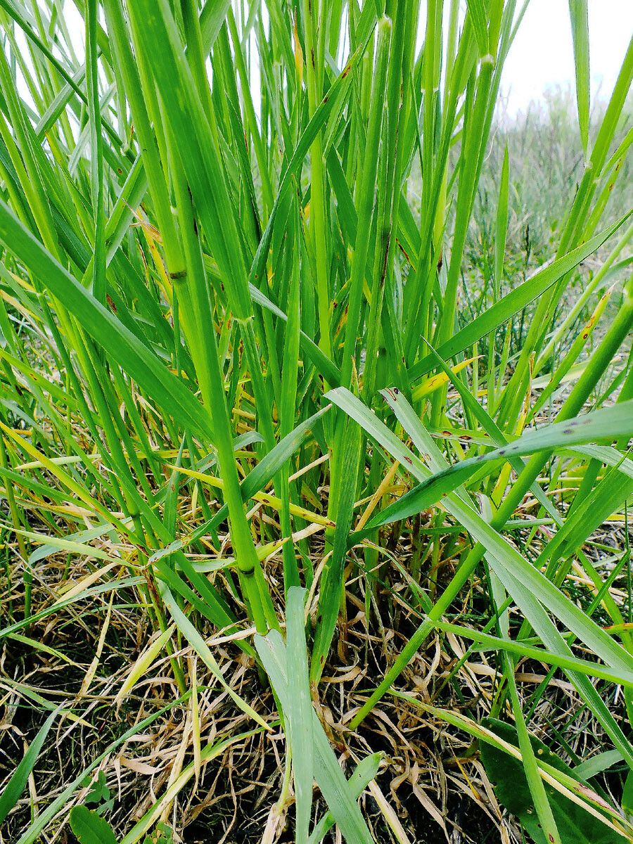 Glyceria declinata — related species from the same genus