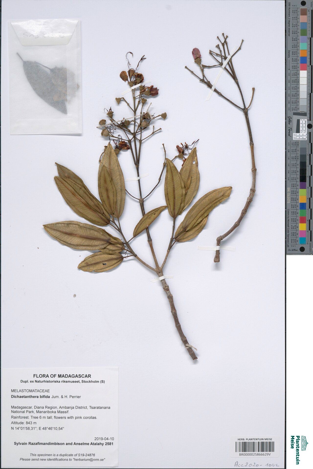 Dichaetanthera bifida — houseplant care guide