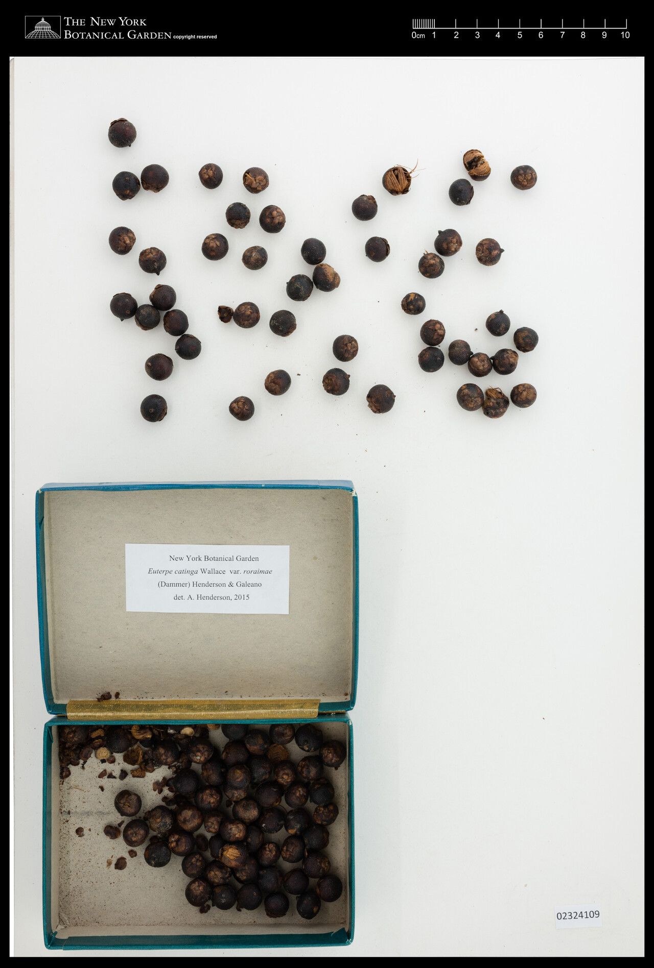 Euterpe catinga — related species from the same genus