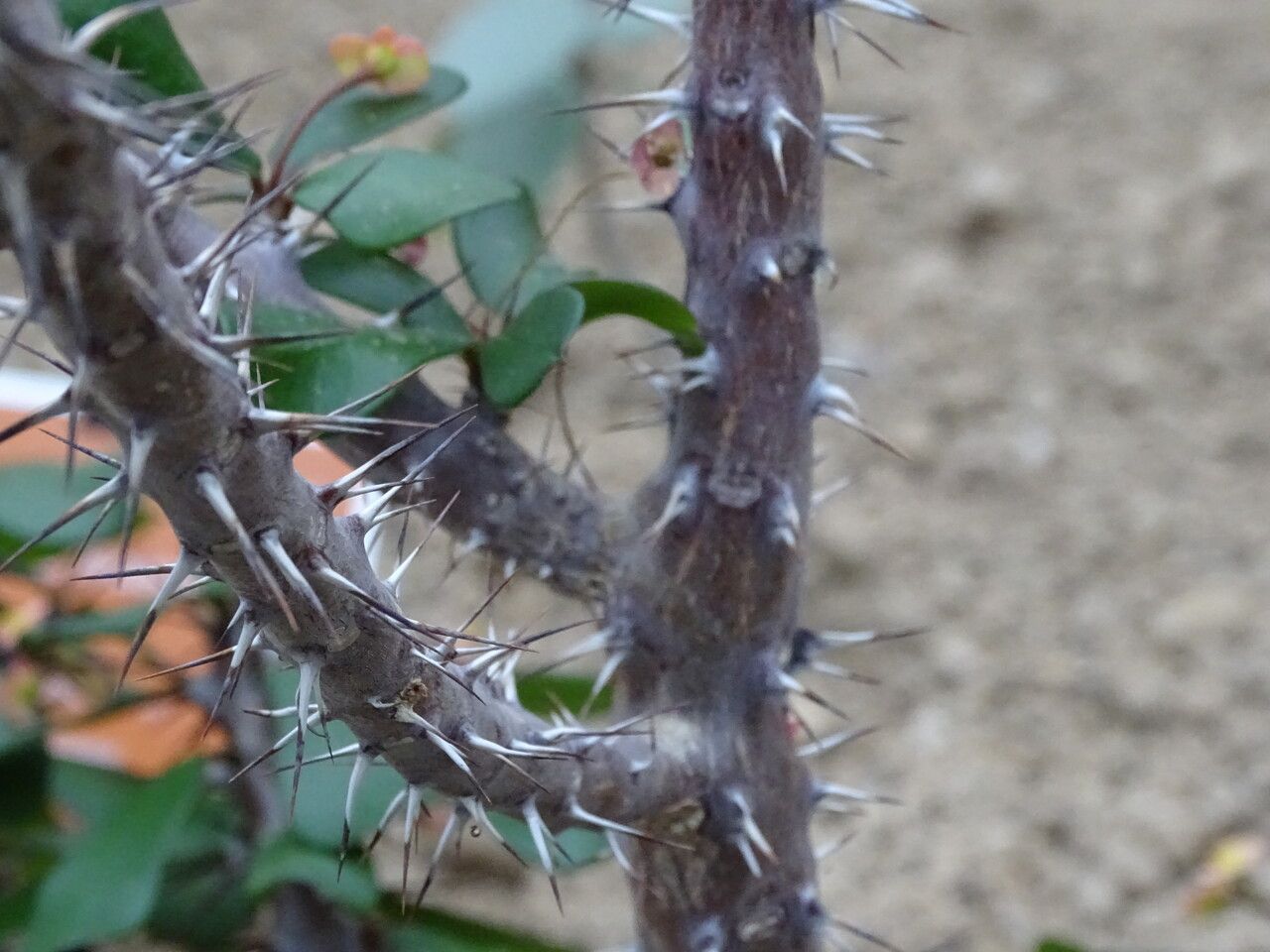 Euphorbia duranii bark