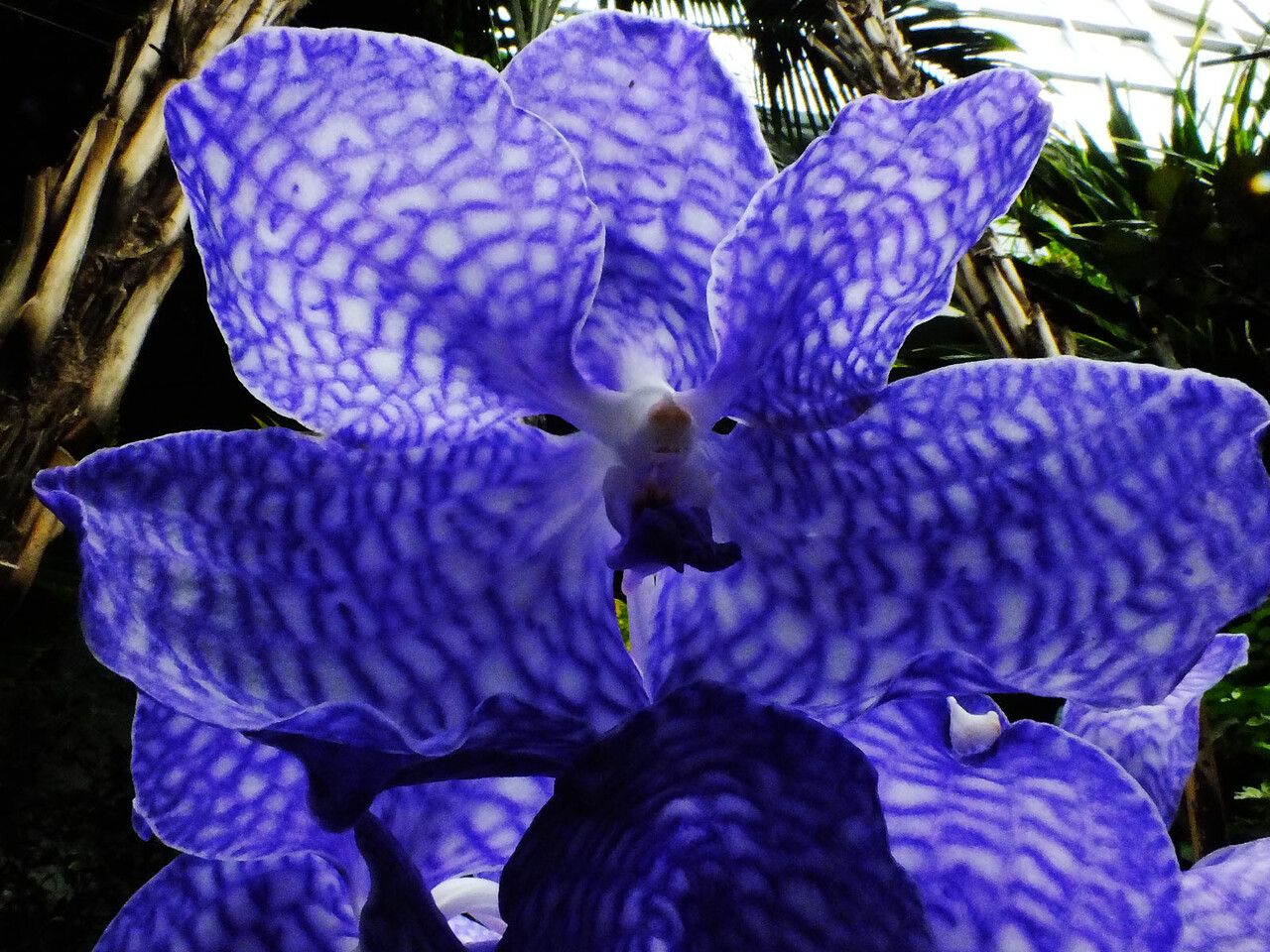 Vanda coerulea flower