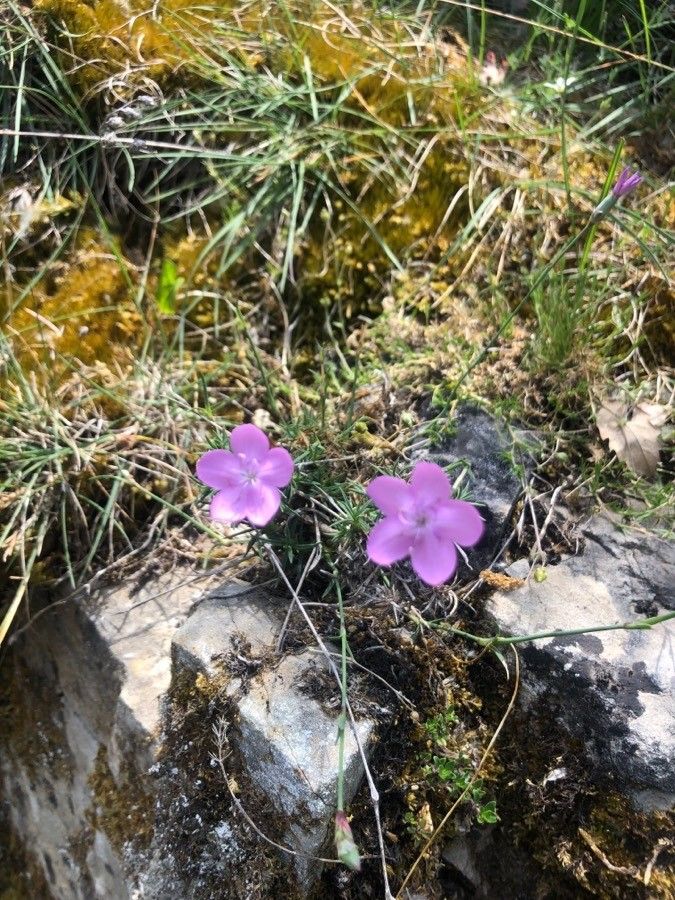 Dianthus pungens flower