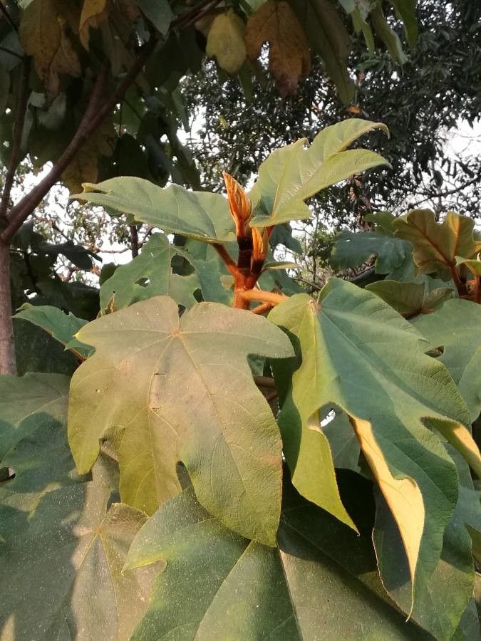 Ficus triloba — houseplant care guide