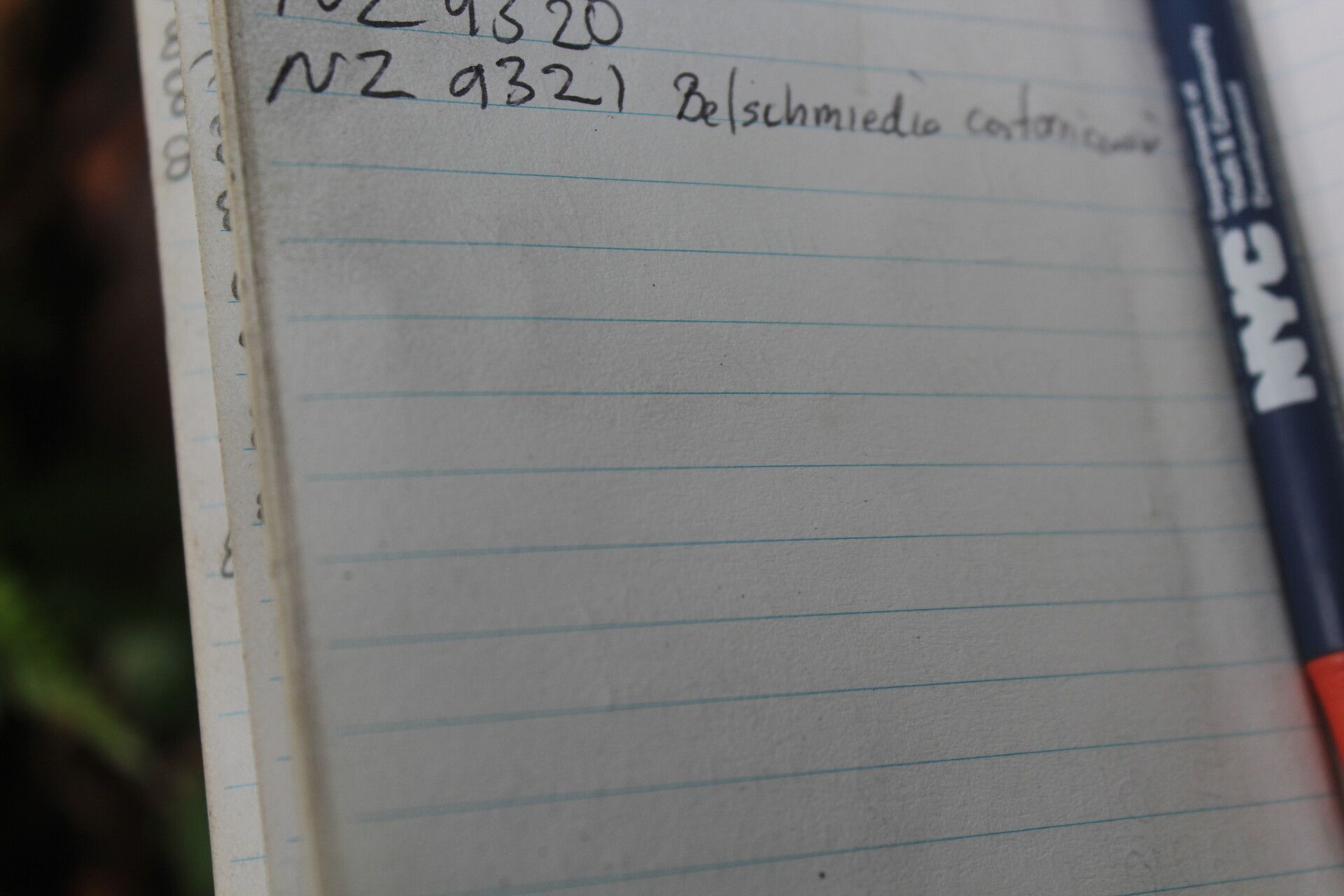 Beilschmiedia costaricensis leaf