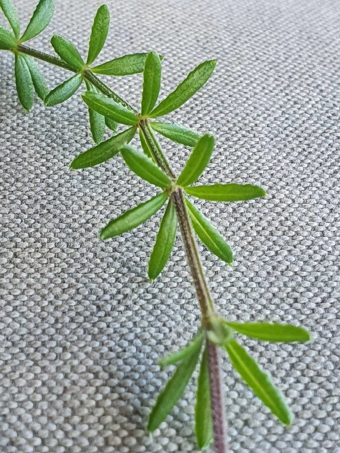 Galium kenyanum leaf