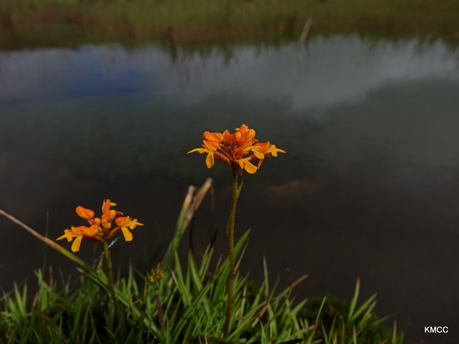 Cynorkis cinnabarina — houseplant care guide