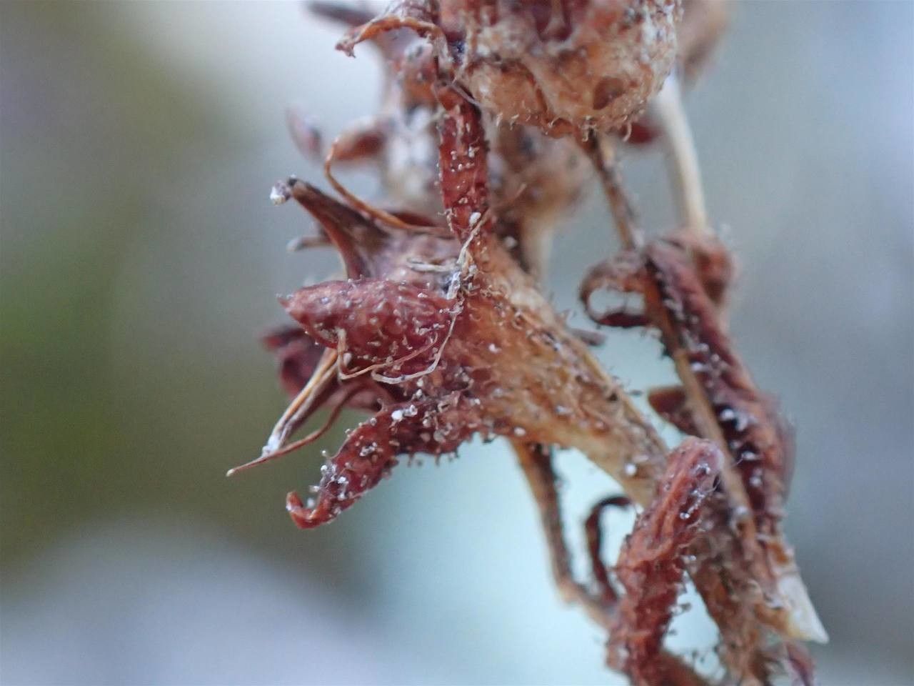 Saxifraga aretioides fruit