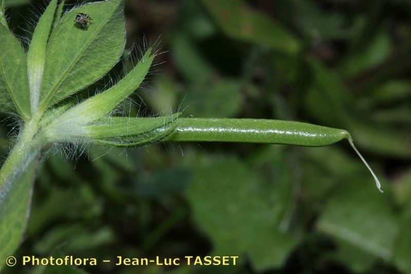 Lotus conjugatus fruit