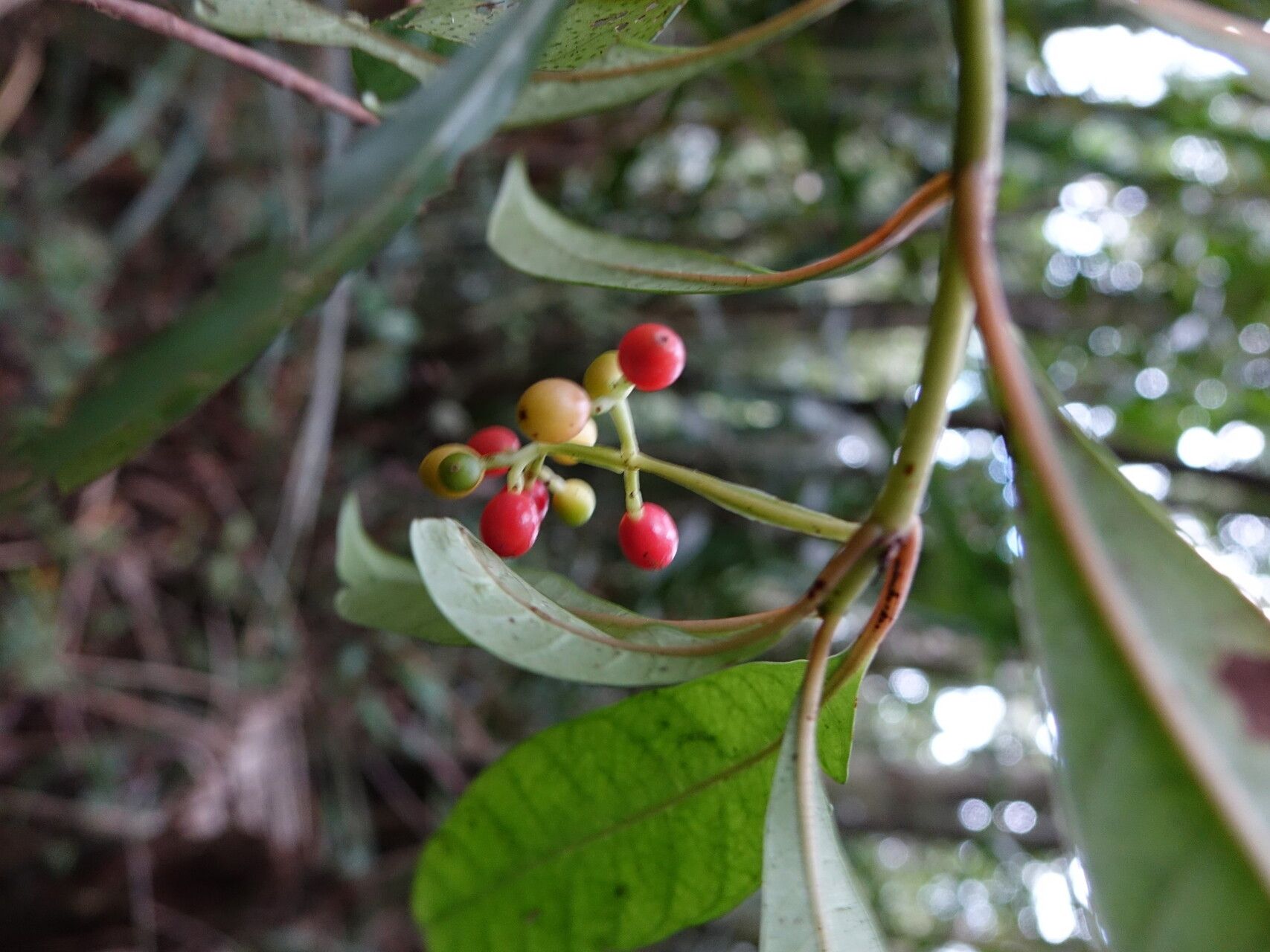 Psychotria polygrammata — houseplant care guide