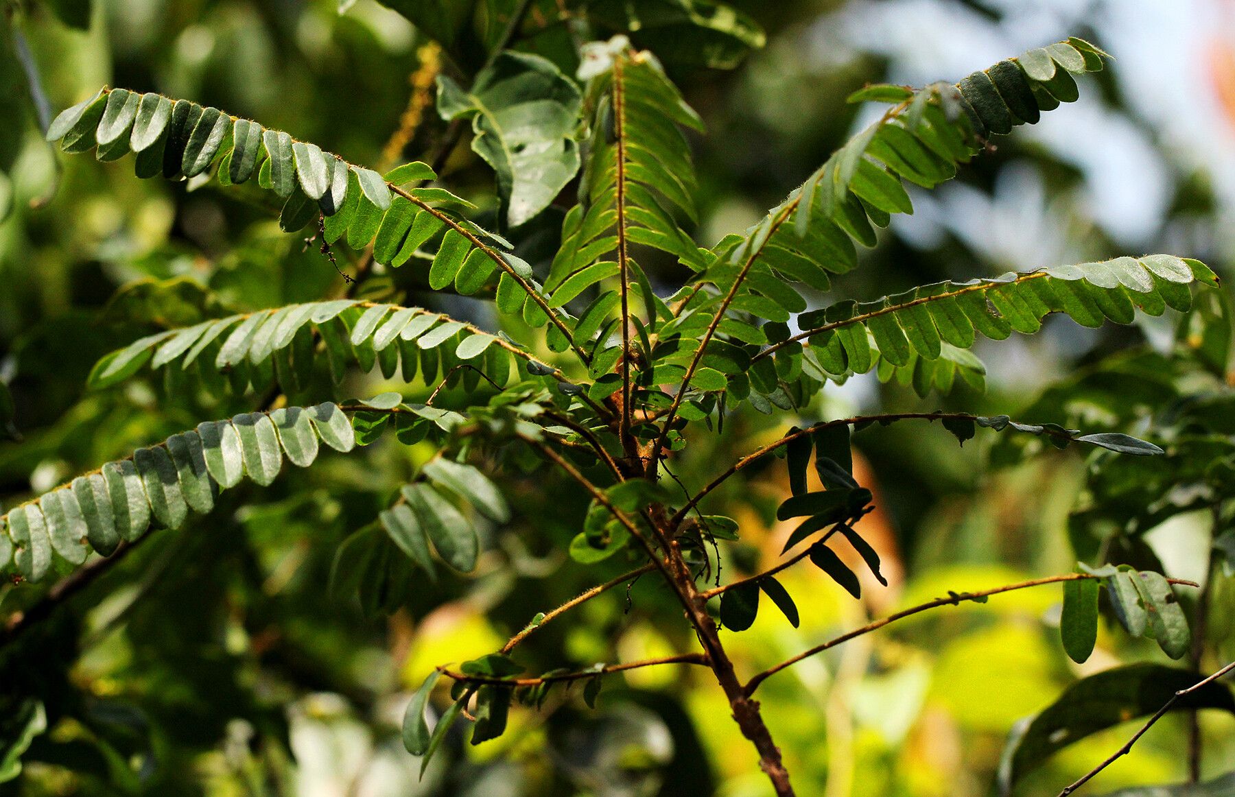 Cnestis urens — houseplant care guide