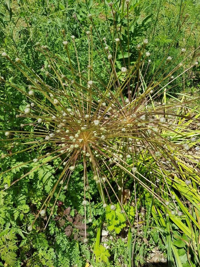 Allium cristophii leaf