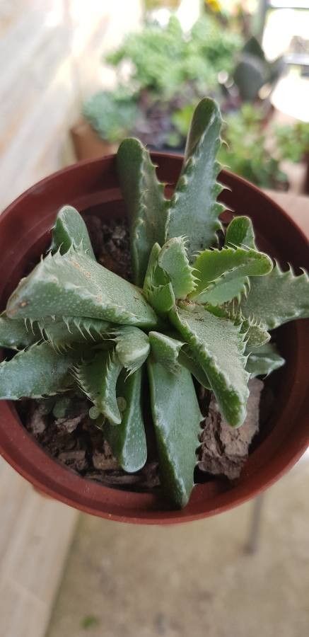 Faucaria bosscheana flower