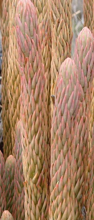 Phlegmariurus crassus — related species from the same genus