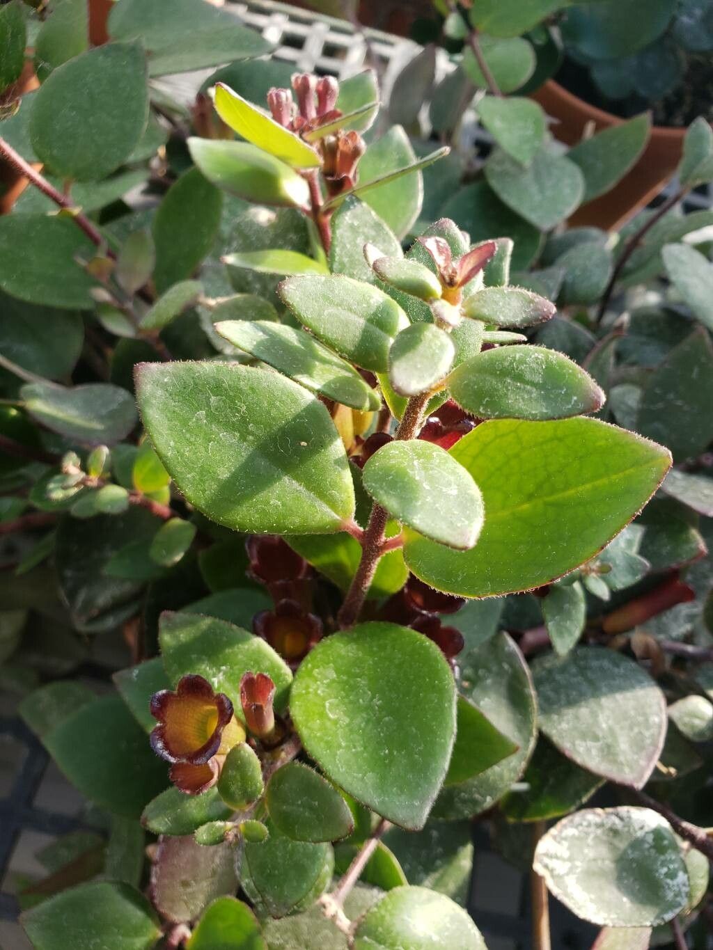 Aeschynanthus obconicus — search result for 'Aeschynanthus'