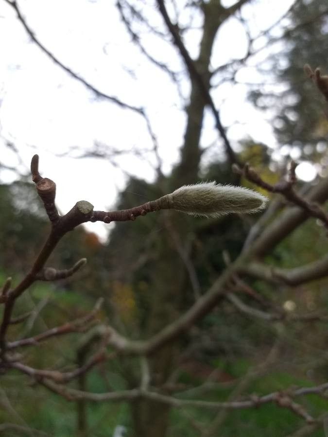 Magnolia × proctoriana — search result for 'Magnolia'