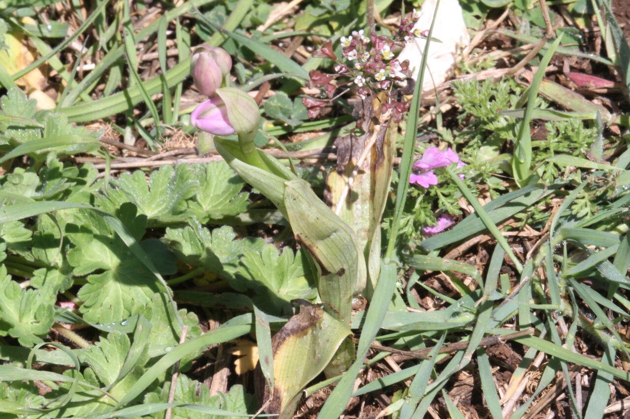Ophrys tenthredinifera leaf