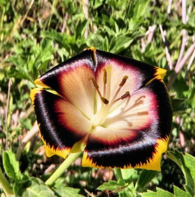 Turnera oculata flower