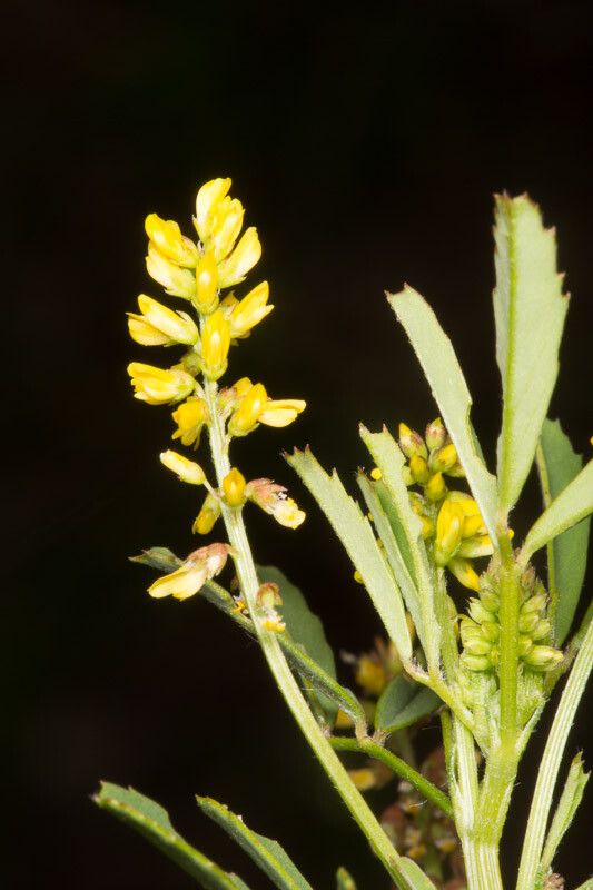 Melilotus spicatus flower