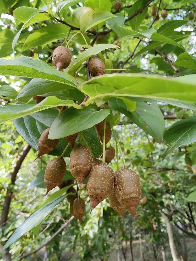 Sinojackia xylocarpa fruit