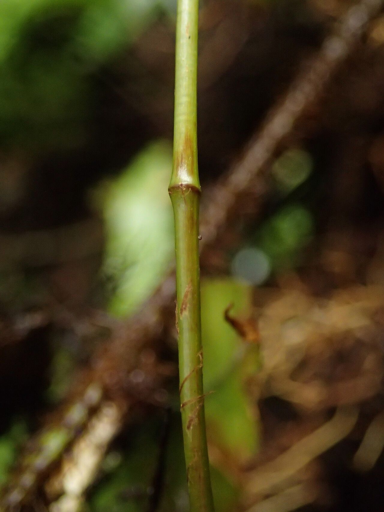 Oleandra annetii — related species from the same genus