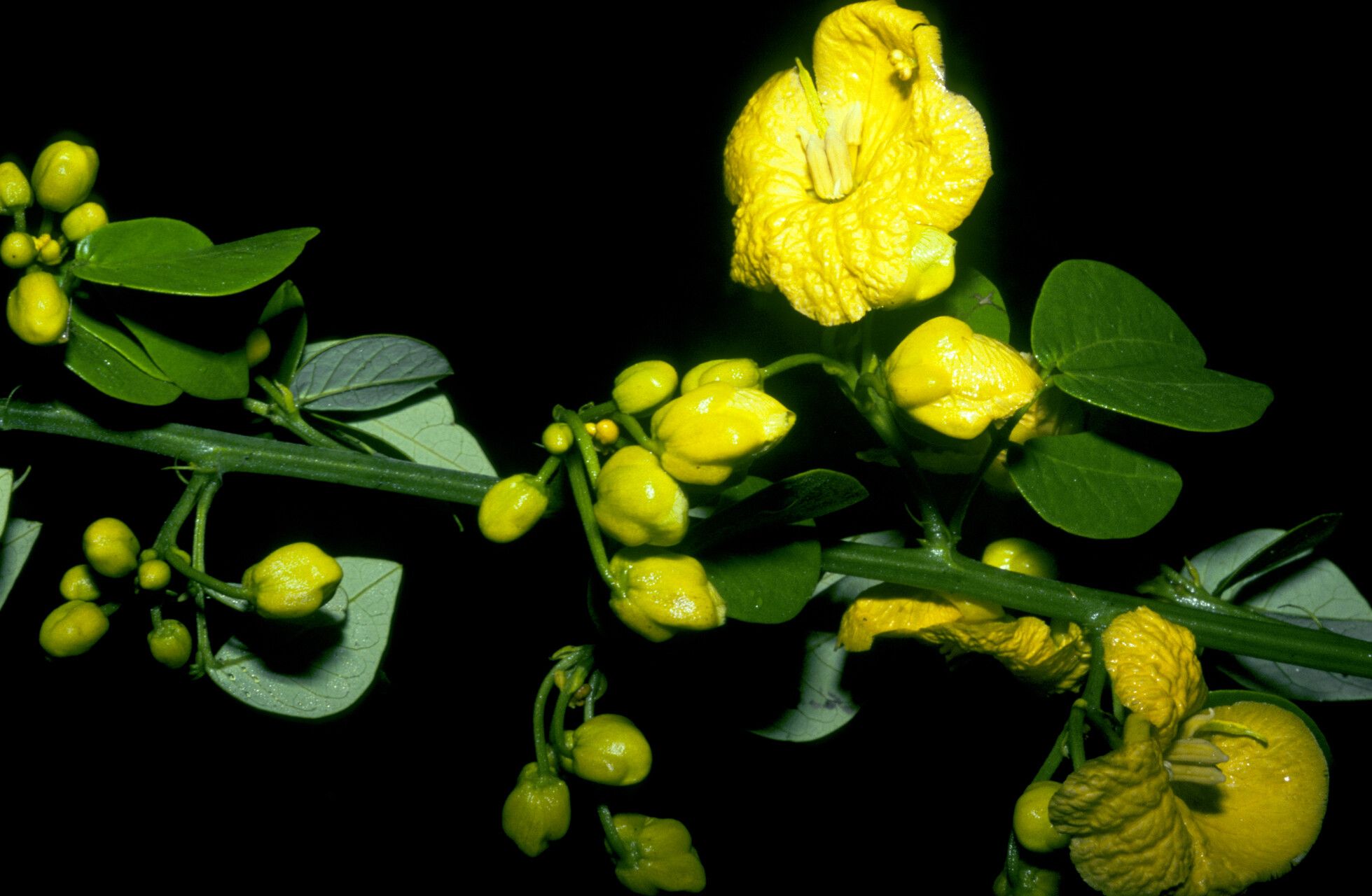 Senna chrysocarpa flower