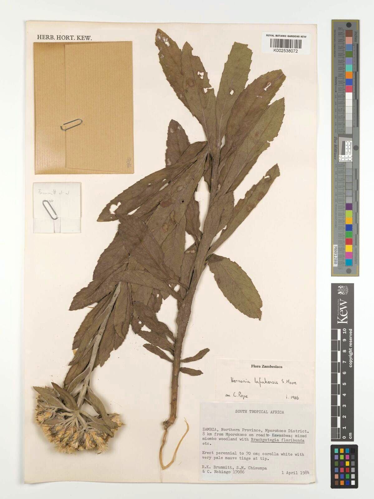 Vernonia lafukensis — houseplant care guide