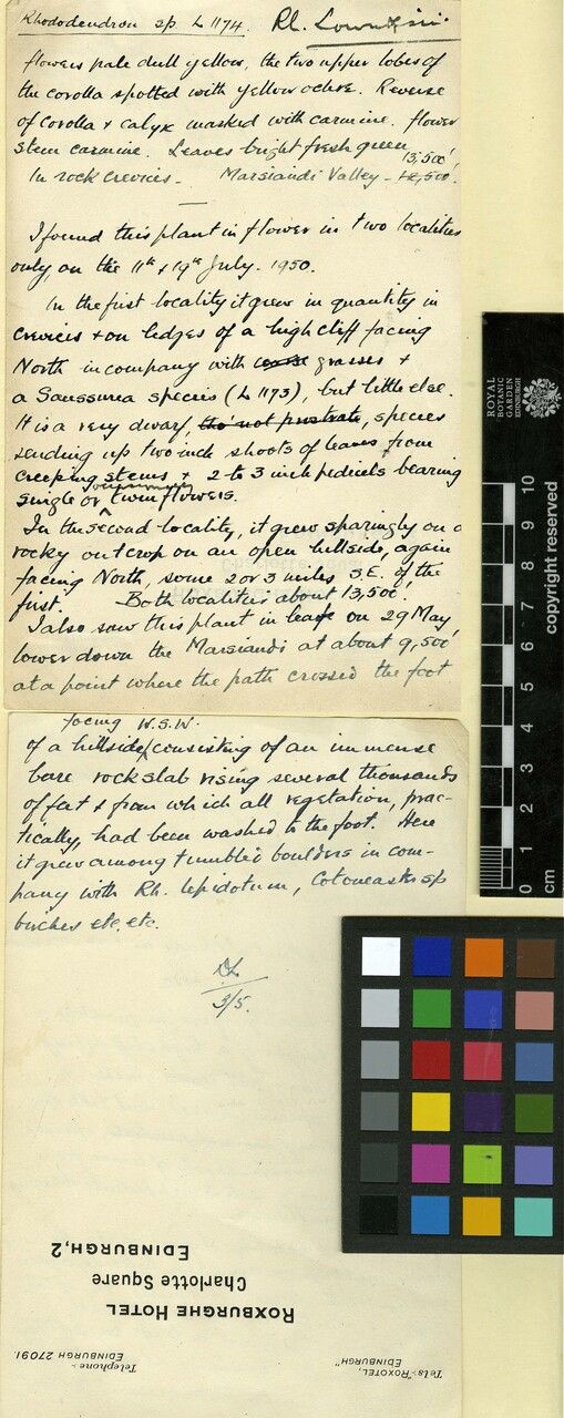 Rhododendron lowndesii other