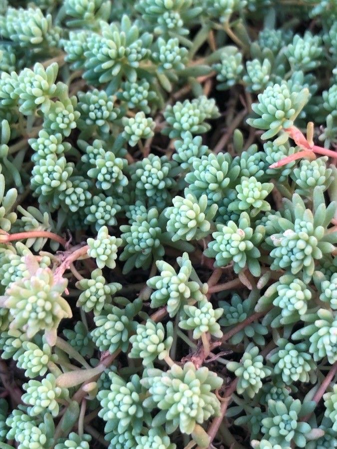 Sedum hispanicum — sleep aid houseplant