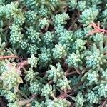 Sedum hispanicum