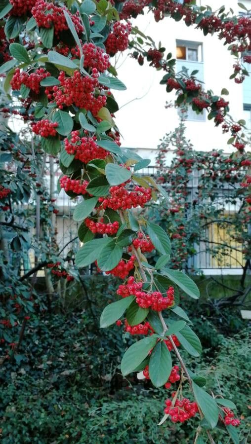 Cotoneaster frigidus fruit