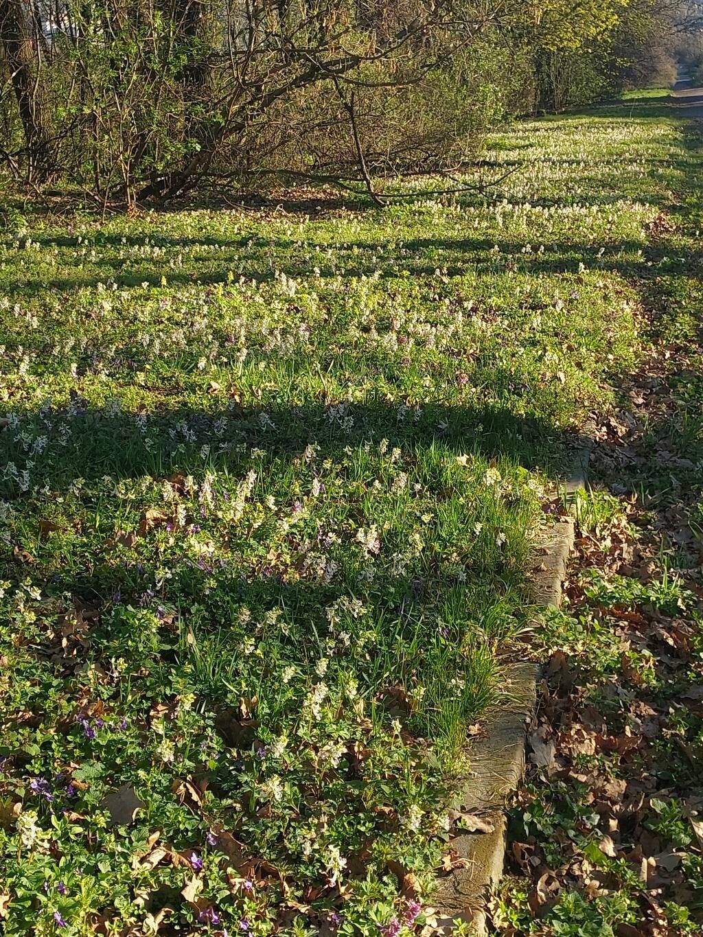 Corydalis caucasica habit