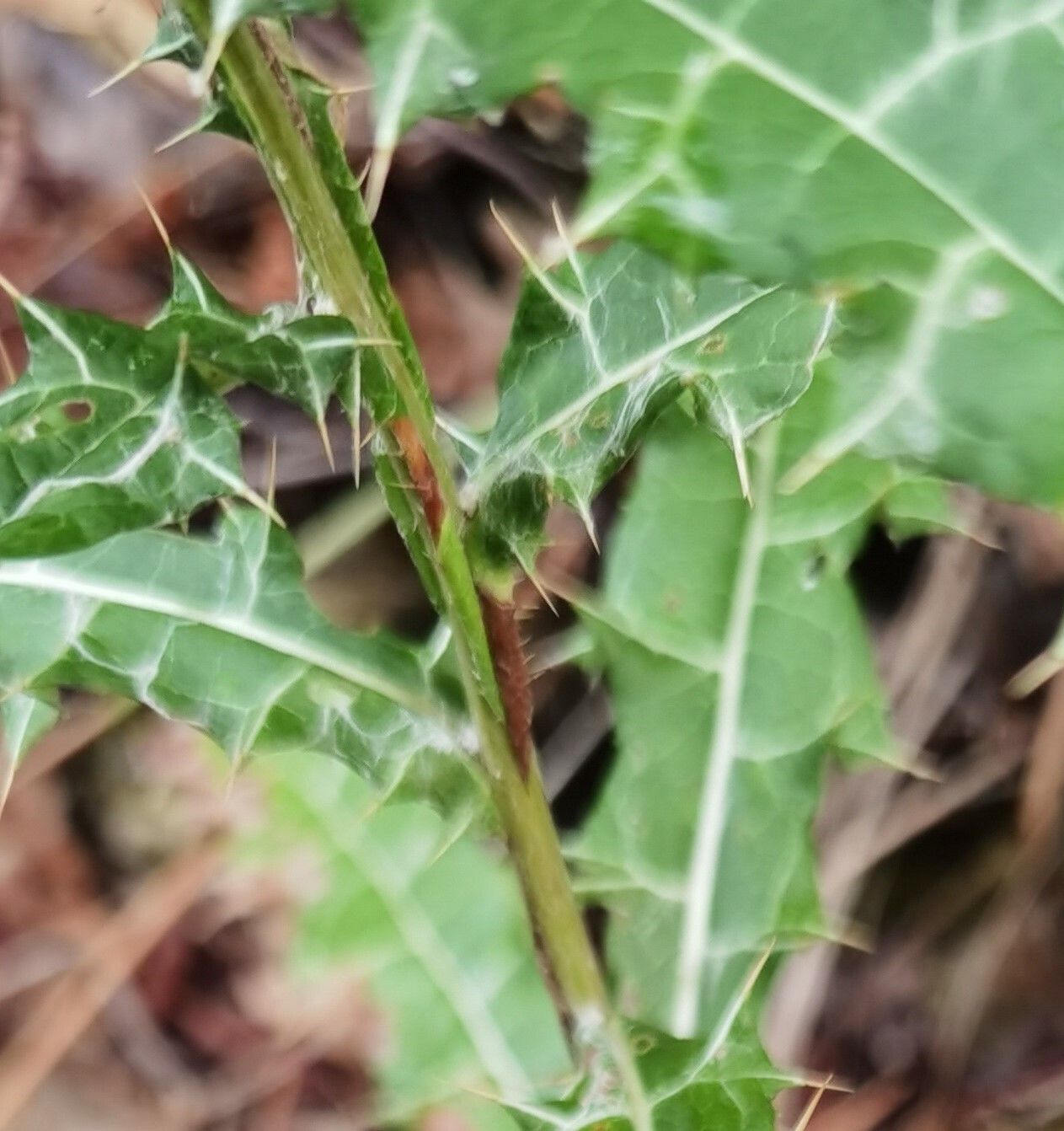 Ptilostemon strictus other
